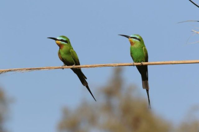 Merops persicus - Blue-cheeked Bee-eater-Birdwatching Tours Morocco