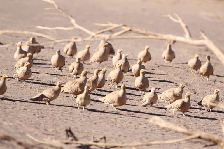 Morocco birding tours