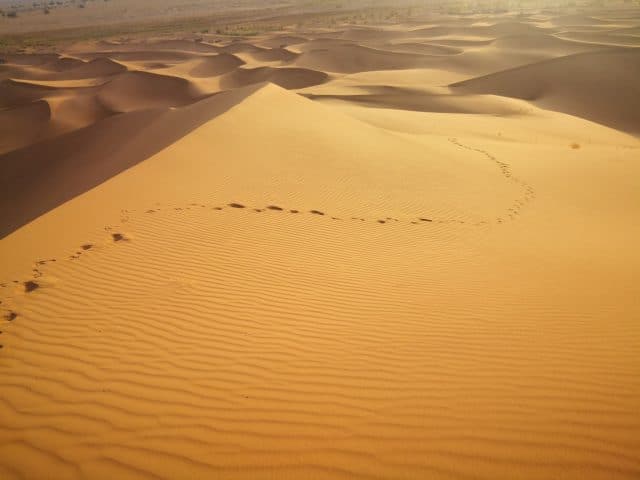 desert tours