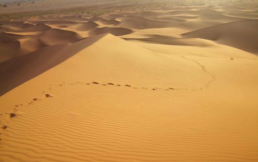 desert tours