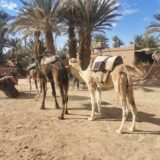 Camel tours