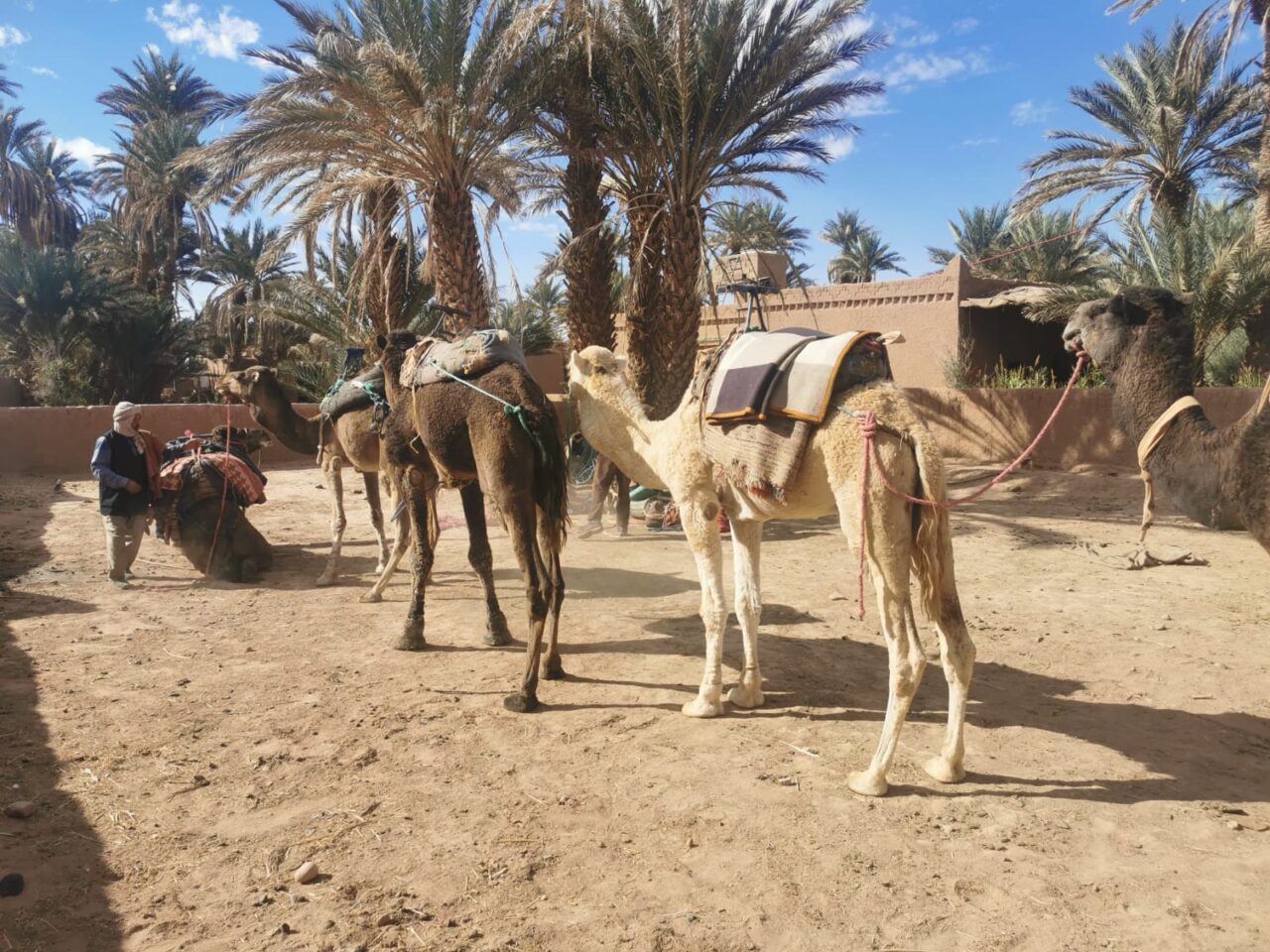 Camel tours