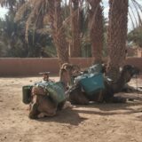 Camel tours in the Sahara desert