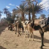 Morocco Camel Tours