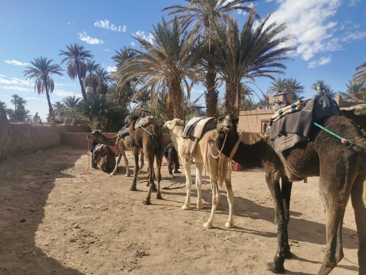 Morocco Camel Tours