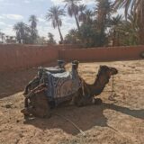 Ride a Dromedary